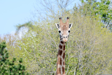 Giraffes in small savanna.