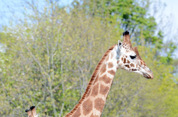 Giraffes in small savanna.