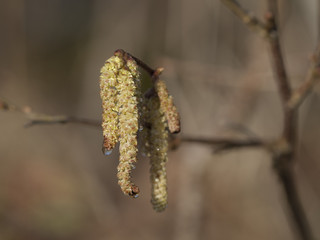Birkenpollen (L. Betula) mit Tautropfen im Sonnenlicht