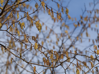 Birkenzweige (L. Betula) mit Pollen im Sonnenlicht