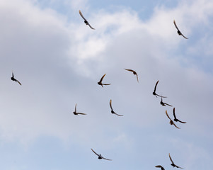 Flock of pigeons against the sky with clouds