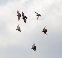 Flock of pigeons against the sky with clouds