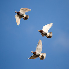 Flock of pigeons against the sky