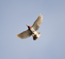Dove flying against a blue sky with clouds