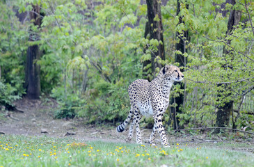 Cheetah walking in his small savanna.