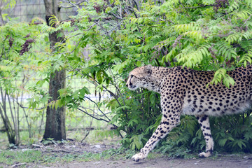 Cheetah walking in his small savanna.