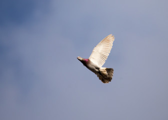 Dove flying against a blue sky with clouds