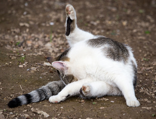 Cat walks on nature in the spring