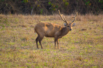 Buck deer with roe-deer in the wild