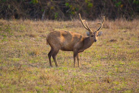 Buck deer with roe-deer in the wild