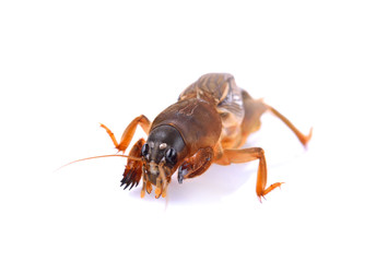 Insect brown on white