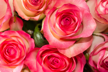 Background of flowers roses