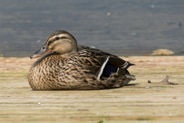 Female Mallard Duck On Dock