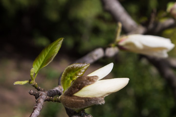 big white bud of a magnolia flower closeup