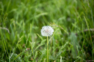 Fluffy dandelion on nature in spring