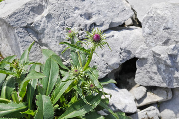 Distel, Gottesackerplateau, Kleinwalsertal, Österreich