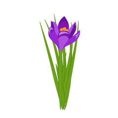 Purple crocus blooming flowers isolated on white. Spring colorful plants with buds close up. Crocus flowers signs for greeting cards and invitations. Vector illustration in flat design.