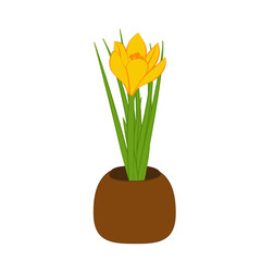 Yellow crocus in brown pot isolated on white background. Vector illustration