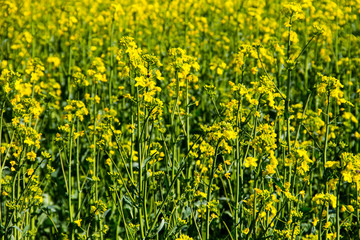 Field of yellow flowering rapeseed