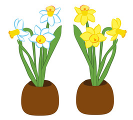 Set of three blue and white with yellow narcissus flower in a pots. Flat illustration isolated on white background. Vector illustration