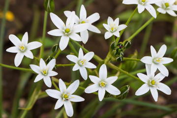 White edelweiss flower