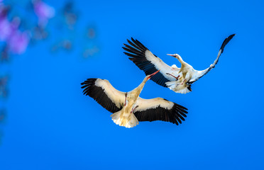 Fighting Storks