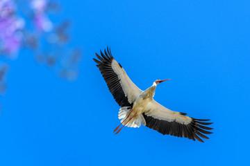 Stork from Below