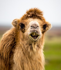 Fototapeta premium Portrait of camel on nature in spring