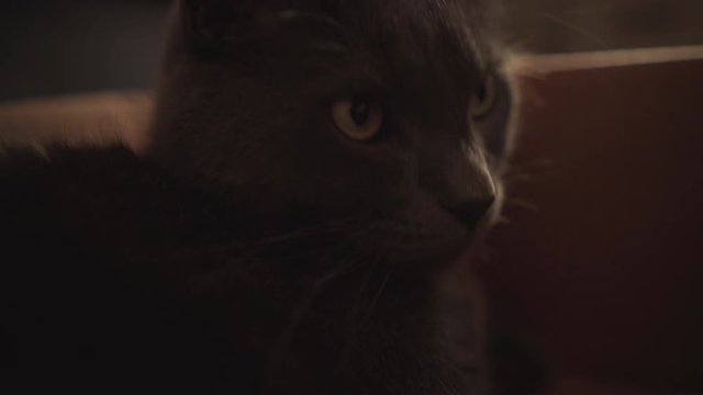 Handheld shot of gray cat sitting in box closeup, uhd prores footage