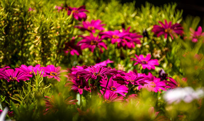 Obraz premium Pink in Green