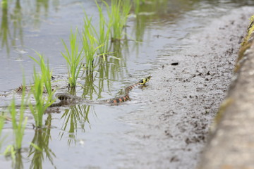 Rhabdophis tigrinus in rice field in Japan