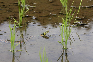 Rhabdophis tigrinus in rice field in Japan