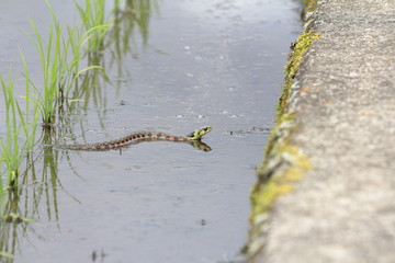 Rhabdophis tigrinus in rice field in Japan