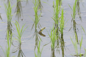 Rhabdophis tigrinus in rice field in Japan