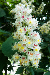 Kastanienbaum in Blüte