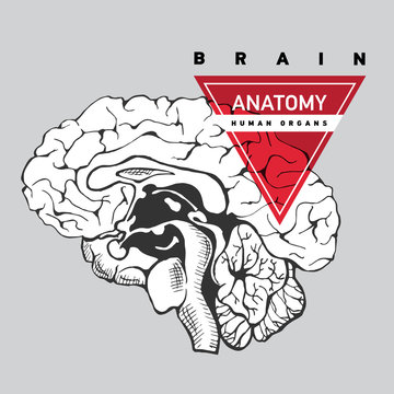 Brain anatomy. Human 