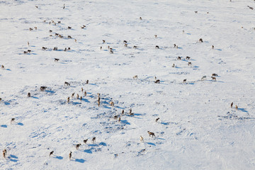 Deer in winter tundra, view from above