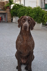 Cute Brown Dog