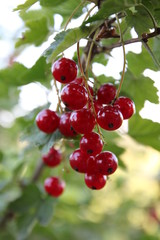 Rote Johannisbeeren
