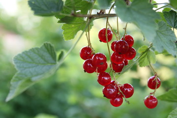 Rote Johannisbeeren