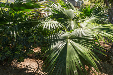 Tropical leaves