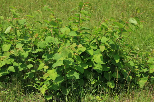 オオイタドリ の画像 22 件の Stock 写真 ベクターおよびビデオ Adobe Stock