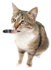 Cat showing tongue on white background