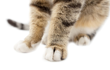Paws of a cat on a white background
