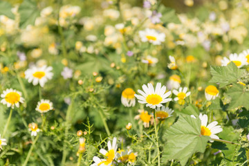 Fototapeta premium Daisies in field