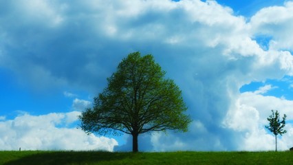Fototapeta na wymiar Einzelner Baum vor Himmel mit Wolken