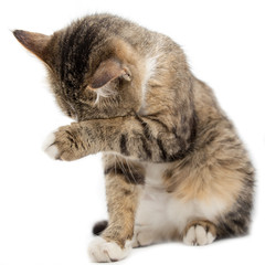 Cat washed on white background