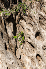 tree trunk pattern