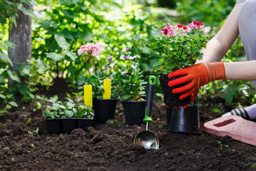 Gardeners hands planting flowers in the garden, close up photo