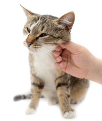 Obraz premium Man caresses a cat on a white background